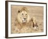 Male Lion Resting in the Grass, Kenya, East Africa, Africa-James Gritz-Framed Photographic Print