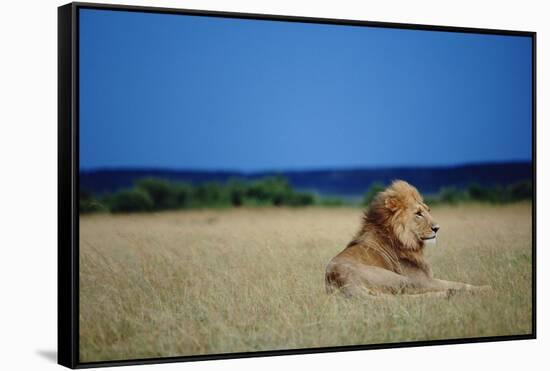 Male Lion Resting on Savanna-null-Framed Stretched Canvas