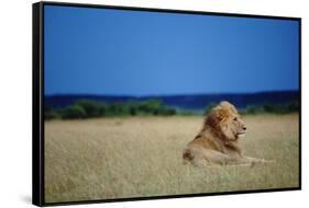 Male Lion Resting on Savanna-null-Framed Stretched Canvas