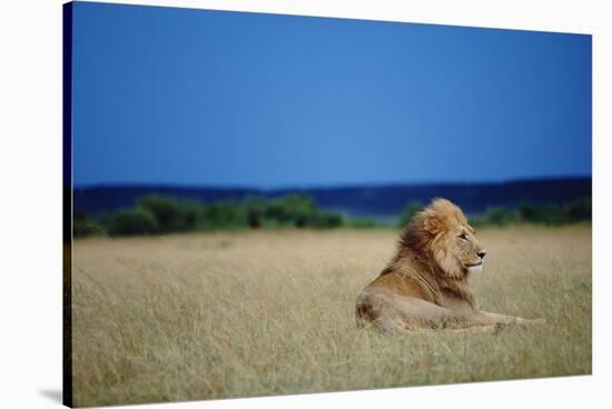 Male Lion Resting on Savanna-null-Stretched Canvas