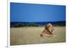 Male Lion Resting on Savanna-null-Framed Photographic Print