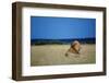 Male Lion Resting on Savanna-null-Framed Photographic Print