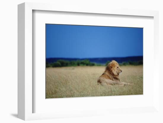 Male Lion Resting on Savanna-null-Framed Photographic Print