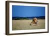 Male Lion Resting on Savanna-null-Framed Photographic Print