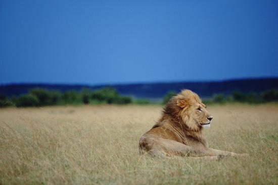 Premium Photographic Print, , large