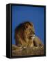 Male Lion Resting-Joe McDonald-Framed Stretched Canvas