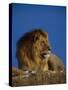 Male Lion Resting-Joe McDonald-Stretched Canvas