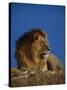Male Lion Resting-Joe McDonald-Stretched Canvas