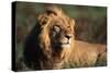 Male Lion Resting-Paul Souders-Stretched Canvas