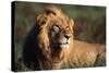 Male Lion Resting-Paul Souders-Stretched Canvas