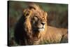 Male Lion Resting-Paul Souders-Stretched Canvas