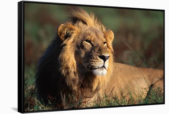 Male Lion Resting-Paul Souders-Framed Stretched Canvas