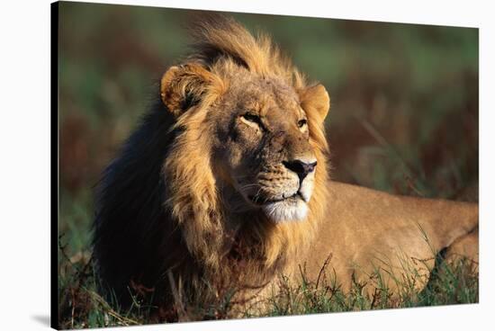 Male Lion Resting-Paul Souders-Stretched Canvas