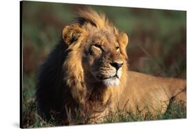 Male Lion Resting-Paul Souders-Stretched Canvas