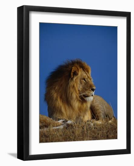 Male Lion Resting-Joe McDonald-Framed Photographic Print