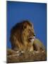 Male Lion Resting-Joe McDonald-Mounted Photographic Print