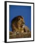 Male Lion Resting-Joe McDonald-Framed Photographic Print