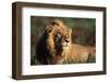 Male Lion Resting-Paul Souders-Framed Photographic Print