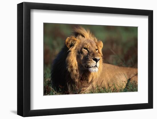 Male Lion Resting-Paul Souders-Framed Photographic Print
