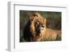 Male Lion Resting-Paul Souders-Framed Photographic Print