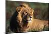Male Lion Resting-Paul Souders-Mounted Photographic Print