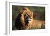 Male Lion Resting-Paul Souders-Framed Photographic Print
