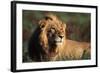 Male Lion Resting-Paul Souders-Framed Photographic Print