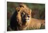 Male Lion Resting-Paul Souders-Framed Photographic Print