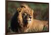 Male Lion Resting-Paul Souders-Framed Photographic Print