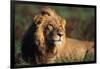 Male Lion Resting-Paul Souders-Framed Photographic Print