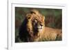 Male Lion Resting-Paul Souders-Framed Photographic Print