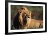 Male Lion Resting-Paul Souders-Framed Photographic Print