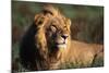 Male Lion Resting-Paul Souders-Mounted Photographic Print