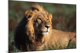 Male Lion Resting-Paul Souders-Mounted Photographic Print