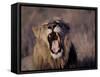 Male Lion Roaring (Panthera Leo) Kruger National Park South Africa-Tony Heald-Framed Stretched Canvas