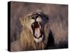 Male Lion Roaring (Panthera Leo) Kruger National Park South Africa-Tony Heald-Stretched Canvas