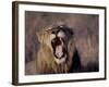 Male Lion Roaring (Panthera Leo) Kruger National Park South Africa-Tony Heald-Framed Photographic Print