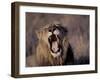 Male Lion Roaring (Panthera Leo) Kruger National Park South Africa-Tony Heald-Framed Photographic Print