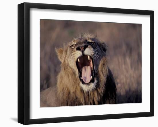 Male Lion Roaring (Panthera Leo) Kruger National Park South Africa-Tony Heald-Framed Photographic Print