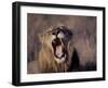 Male Lion Roaring (Panthera Leo) Kruger National Park South Africa-Tony Heald-Framed Photographic Print