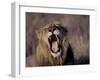 Male Lion Roaring (Panthera Leo) Kruger National Park South Africa-Tony Heald-Framed Photographic Print