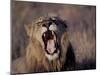 Male Lion Roaring (Panthera Leo) Kruger National Park South Africa-Tony Heald-Mounted Photographic Print
