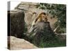 Male Lion Sleeping on a Rock in Africa-John Dominis-Stretched Canvas