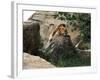 Male Lion Sleeping on a Rock in Africa-John Dominis-Framed Photographic Print