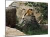 Male Lion Sleeping on a Rock in Africa-John Dominis-Mounted Photographic Print