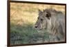 Male Lion Standing Intense Look-Close Up-Sheila Haddad-Framed Photographic Print