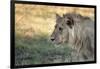 Male Lion Standing Intense Look-Close Up-Sheila Haddad-Framed Photographic Print