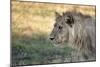 Male Lion Standing Intense Look-Close Up-Sheila Haddad-Mounted Photographic Print