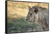 Male Lion Standing Intense Look-Close Up-Sheila Haddad-Framed Stretched Canvas