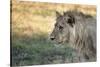 Male Lion Standing Intense Look-Close Up-Sheila Haddad-Stretched Canvas